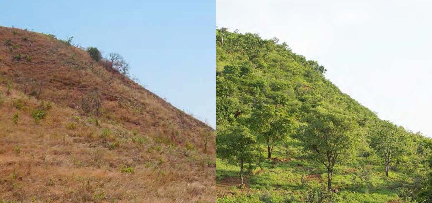 Reforestation - before & after
